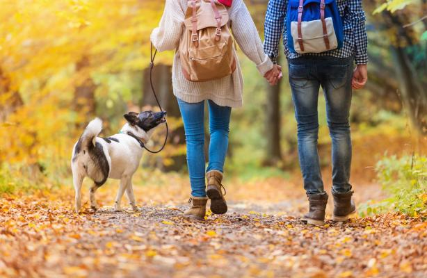 wandelaars met hond in het bos
